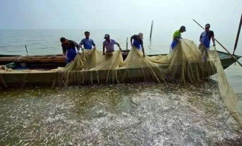 长江流域禁捕退捕 实施方案发布 928条渔船11月底前全面退捕